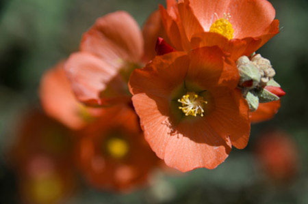 Photo of Scarlet Globemallow