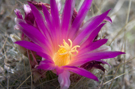 Blooming Spinystar - escobaria vivipara (2)