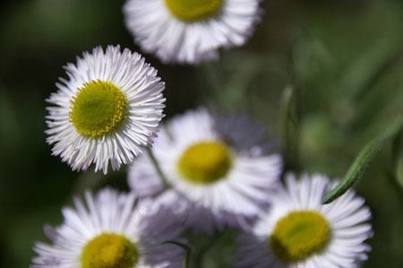 Spreading Fleabane (erigeron divergens)